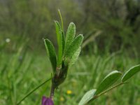 Vicia lathyroides 2, Lathyruswikke, Saxifraga-Rutger Barendse